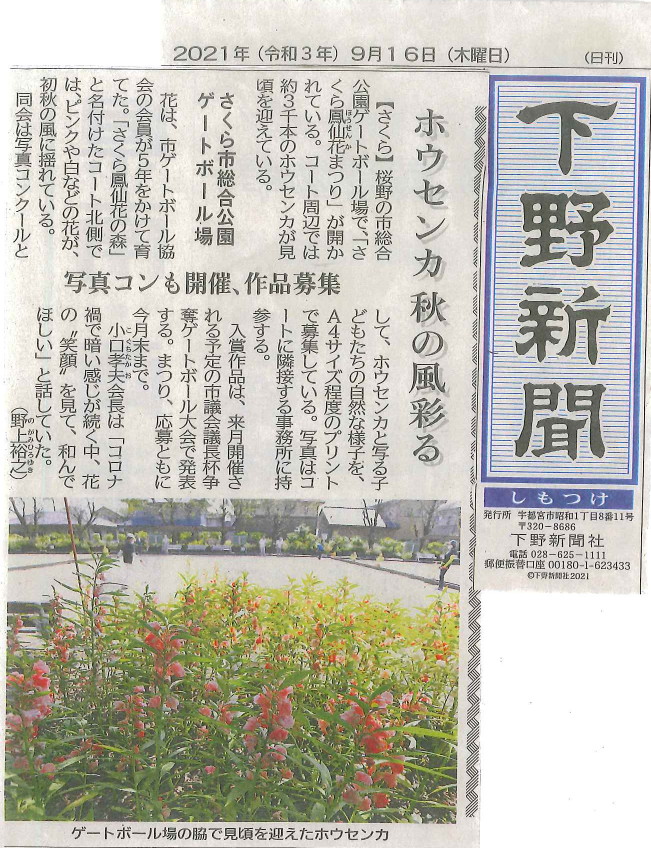 さくら市総合公園ゲートボール場で鳳仙花が見頃です