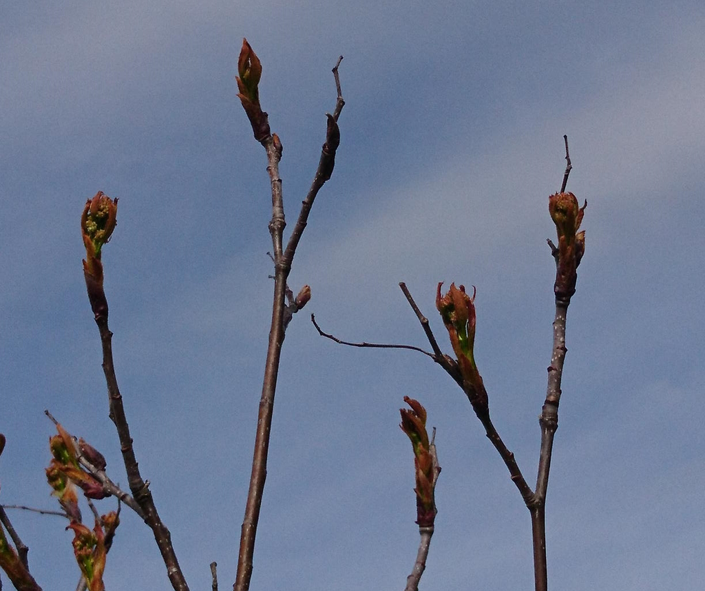 春を感じる季節になりました